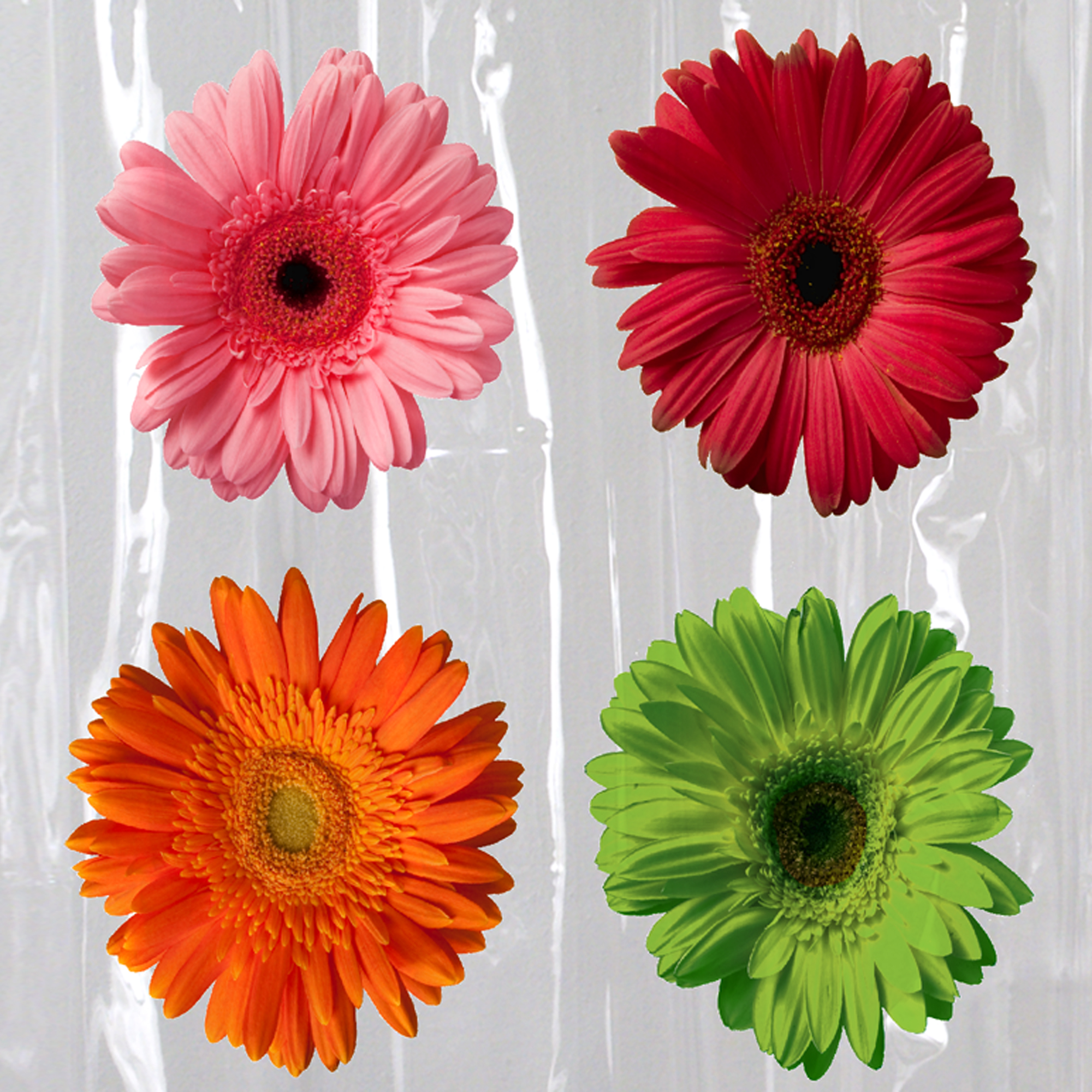 Gerber Daisy PEVA Shower Curtain, Floral - image 2 of 5