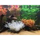 thumbnail image 4 of 2 uds. Acuario decoraciones pecera plantas de agua artificiales hechas de plástico blando WD.WDQZL Hogar, 4 of 4
