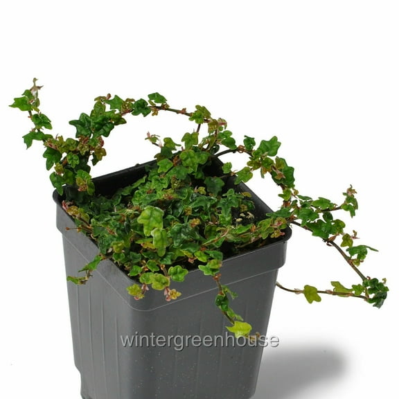 Ficus pumila, Quercifolia minima, Tiny Oak Leaf Creeping Fig - Pot Size: 3in (2.6x3.5in) - Shade Plants