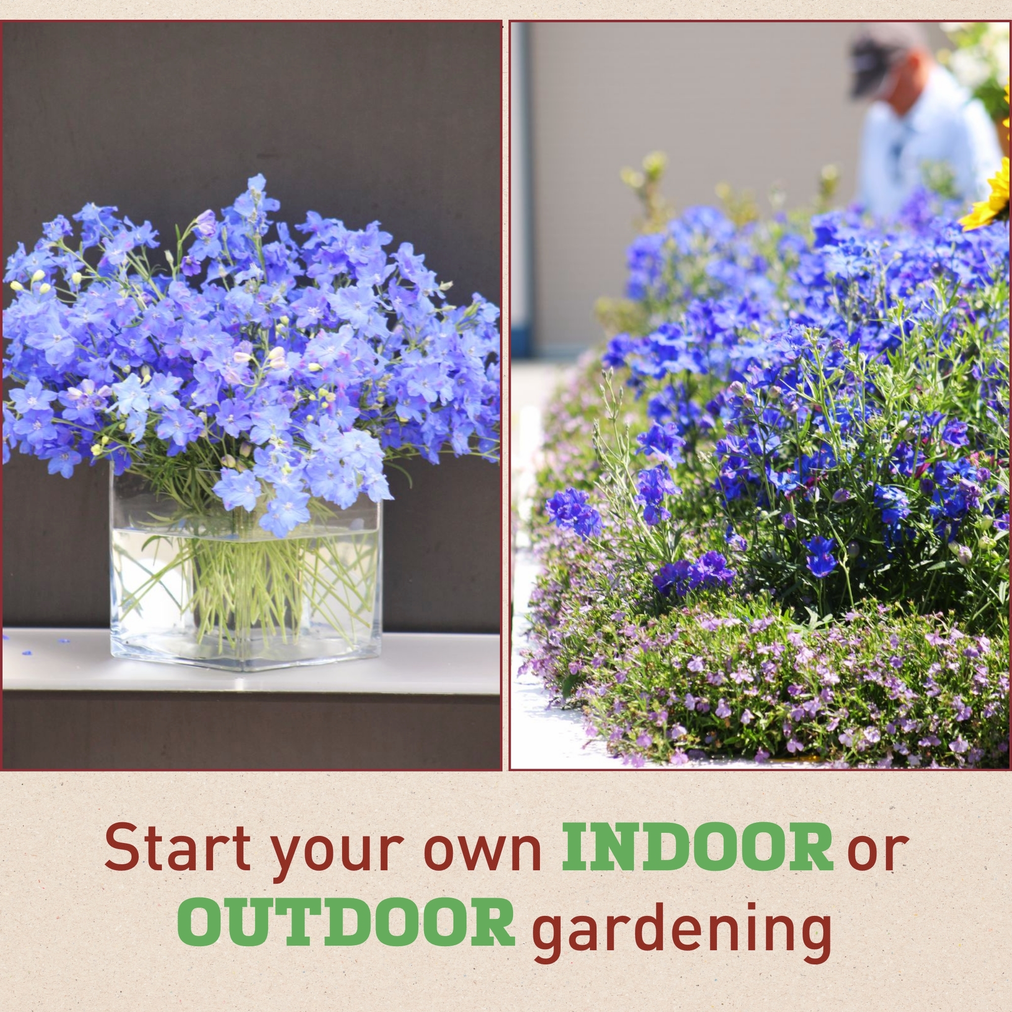 Harris Seeds - Delphinium Jenny's Pearl Blue F1 Flower Seeds - 100 Seeds