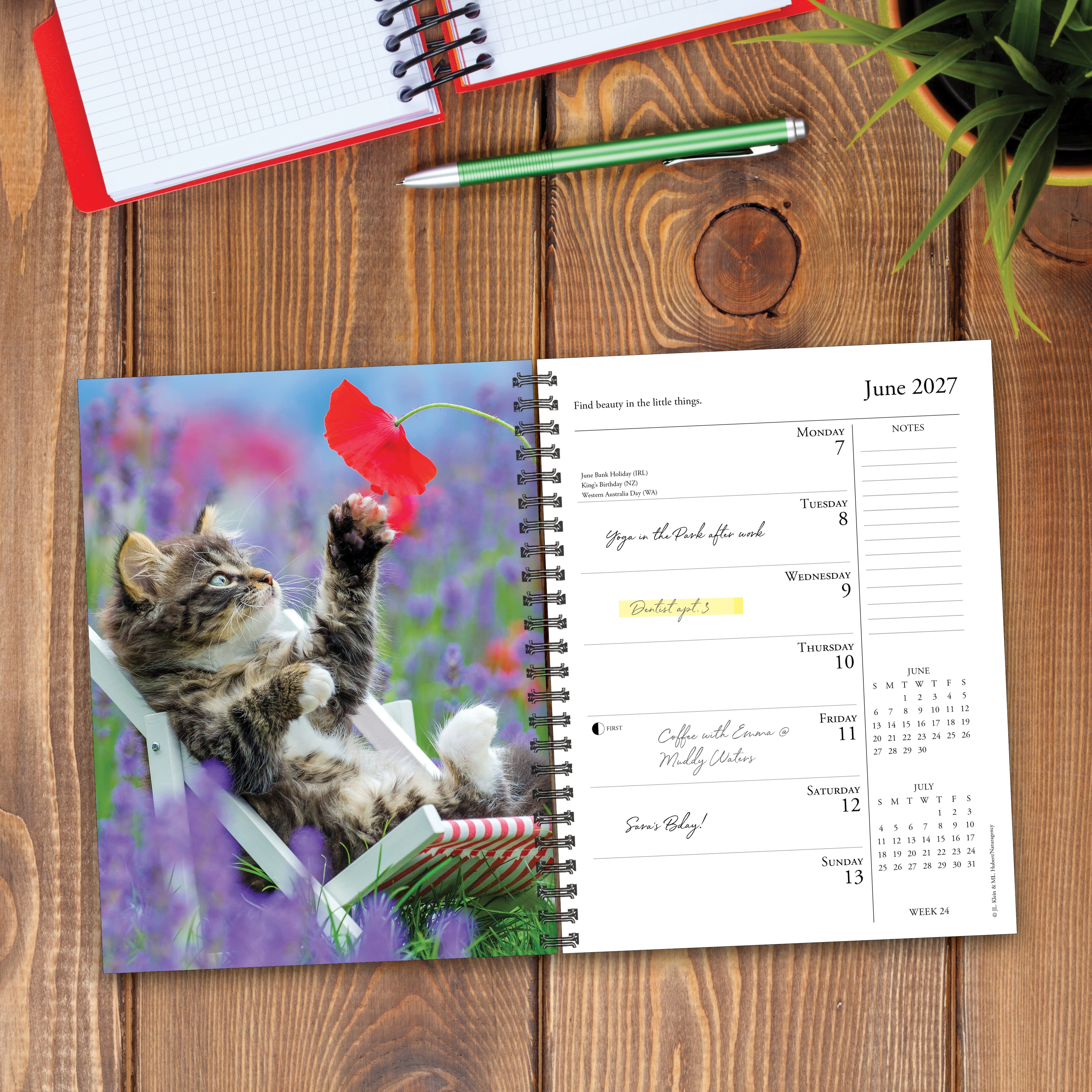 Willow Creek Press, What Cats Teach Us 2027 Engagement Calendar