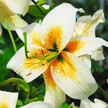 Lady Alice Species Lily Flower Bulbs - 3 Lilies Bulbs per Pack - Attracts Butterflies and Hummingbirds - Naturalizing - Perennializing