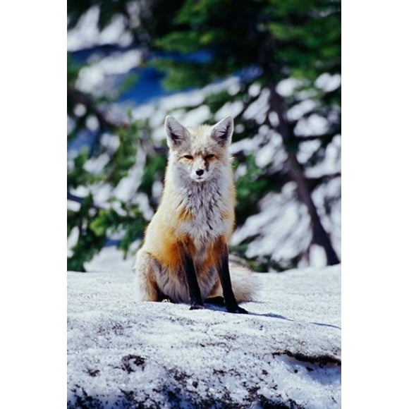 Red Fox on Snow Bank, Mt Rainier National Park, Washington Poster Print by Adam Jones (18 x 27)