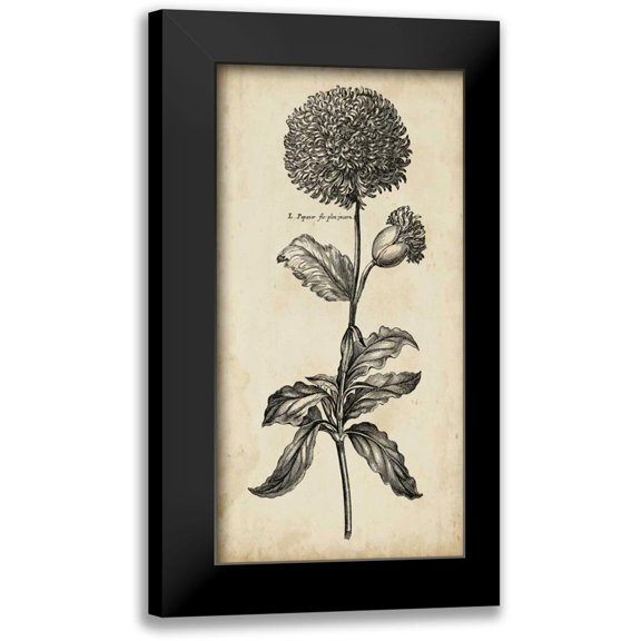 Vision Studio 9x14 Black Modern Framed Museum Art Print Titled - Singular Beauty II