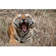 thumbnail image 2 of Hopkins, Cindy Miller 24x17 White Modern Wood Framed Museum Art Print Titled - India-Madhya Pradesh-Bandhavgarh National Park Bengal tiger-endangered species, 2 of 4