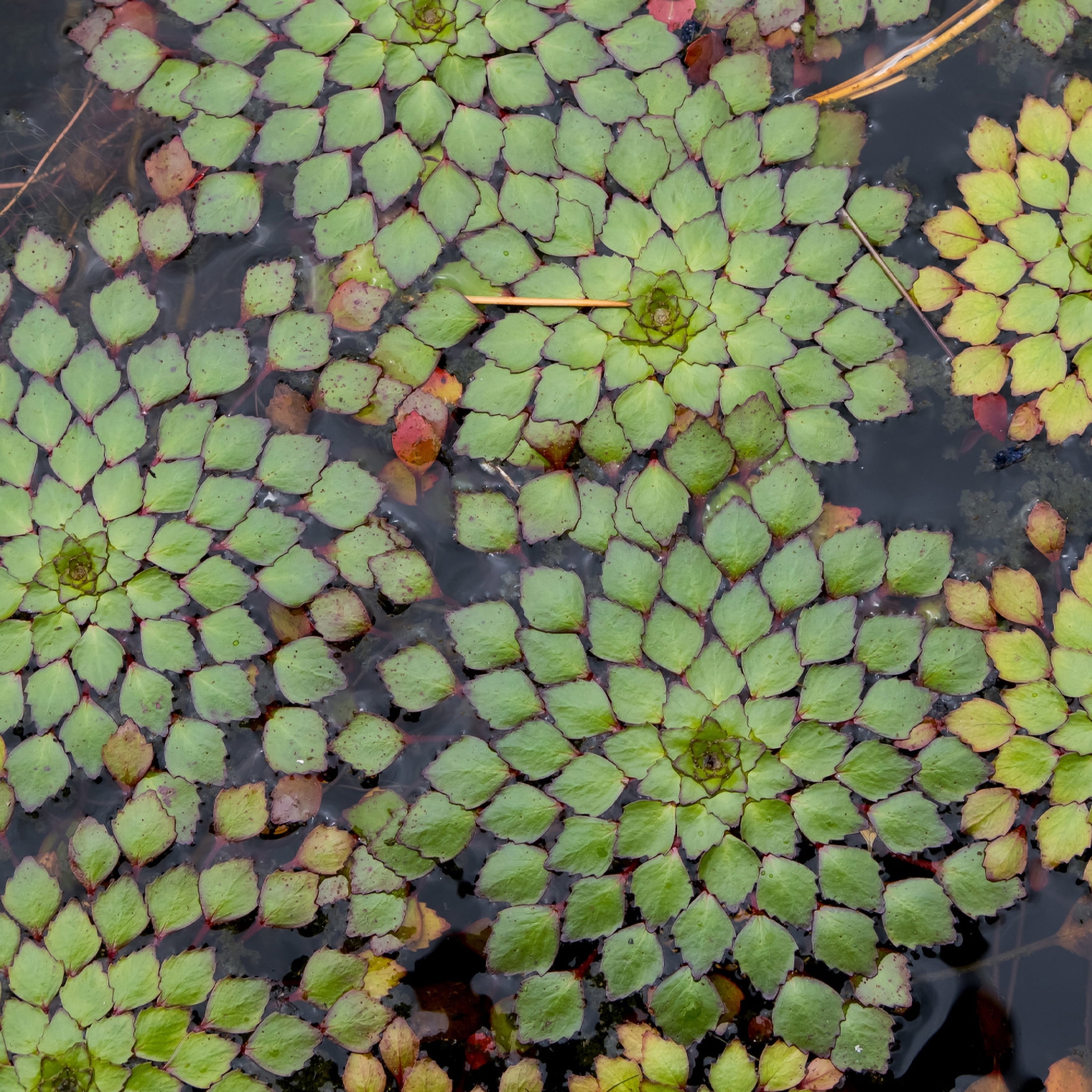 AquaMeadow Mosaic Surface Plant Reg 3pk