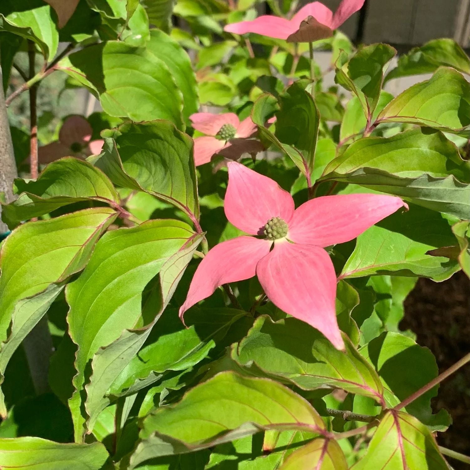 Expert Gardener 4-5' Dogwood Scarlet Fire™ in 1 gal. Grower Pot
