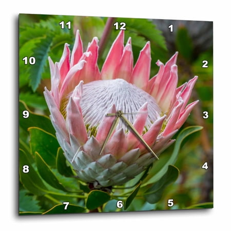 3drose, Africa, South Africa, Cape Town. King Protea Flower Close-up., 10x10 Wall Clock