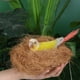 thumbnail image 4 of Billuyoard Nido de pájaros 100, fibra de coco Natural estéril para pájaros pequeños, construcción de nidos, productos para aves Jaulas de pájaros Como se muestra 200 g, 4 of 6