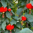 thumbnail image 3 of Flocking Small Bell Pepper Chinese Traditional Lantern Round Lanterns Home Ornament Chinese Festival Lanterns Red Lantern Mini Lantern Wedding Lights Flocking Cloth Christmas, 3 of 7