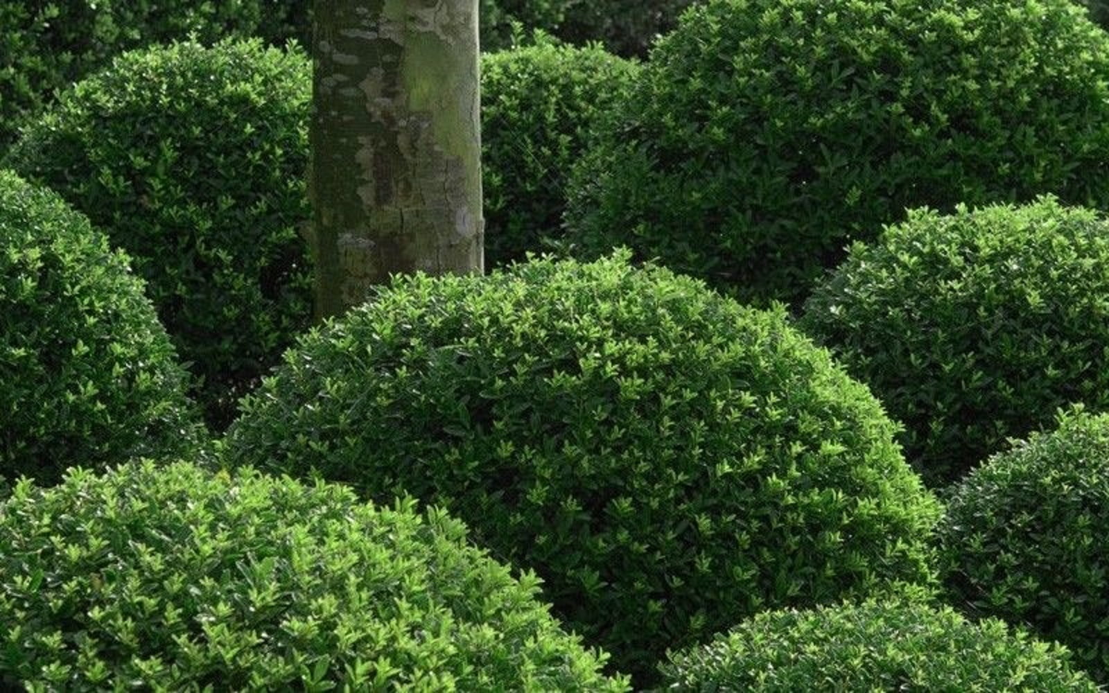 Compacta Japanese Holly Evergreen Live Shrub in 3-Gallon Grower Pot