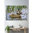 thumbnail image 2 of Waterfowl ~ Exotic ~ Indian Runner Duck Wm6X3Bma By David Irwin Poster Wall Art, Modern Wall Decor For Living Room Bedroom, 16x24 UNFRAMED, 2 of 3