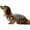 Coffee Stripe, variant on UOSIA Dachshund Dog Clothes Cotton Stripe Puppy Sun Protection Shirt Cooling Vest Tank Top Summer Pet Apparel