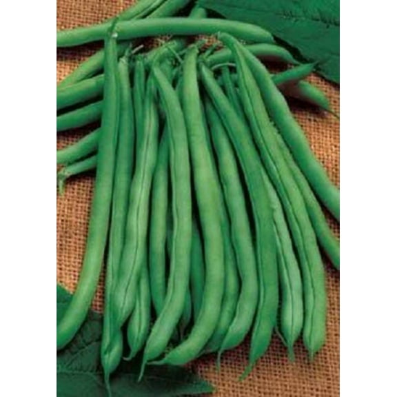 50 Seeds FRENCH Blue Lake POLE BEAN Phaseolus Vulgaris Vegetable Seeds