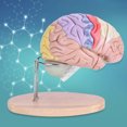 thumbnail image 1 of Modelo De Cerebro Anatómico, Modelo De Cerebro Más Rápido, Identificación Para Niños Médicos, 1 of 8