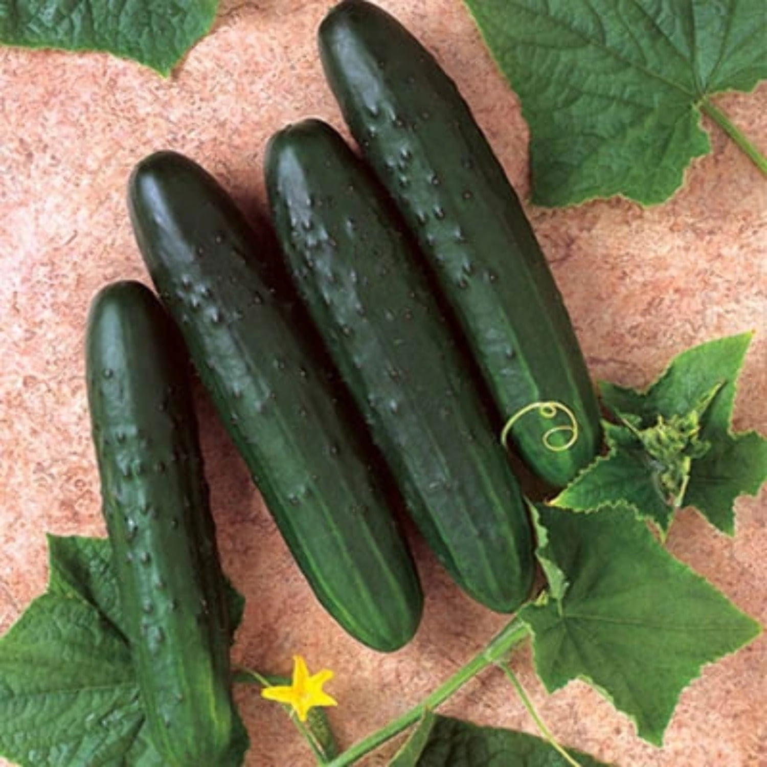 Hybrid Vegetable Seeds NON GMO Cucumber General Lee F1 