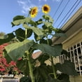 thumbnail image 2 of 20 pcs sunflower seeds giant sunflower rare flower seeds for home garden planting sunflower seed birds, 2 of 5