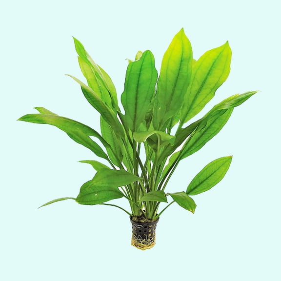 Amazon Sword Echinodorus Bleheri (1 Plant Potted | 5-8 Inches) Live Aquarium Plants BUY 2 GET 1 FREE