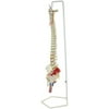 Walter Products Flexible Spinal Column