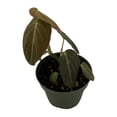 thumbnail image 2 of Philodendron melanochrysum Black Gold - 4" Pot - Collector's Series, 2 of 3