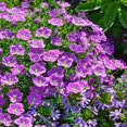 thumbnail image 2 of Nierembergia Seeds - Purple Robe Cup Flower Ground Cover Seed - 10000 Seeds, 2 of 3