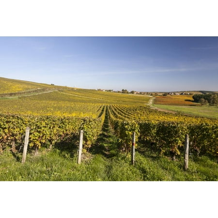 Autumn Color in the Vineyards of Sancerre, Cher, Centre, France, Europe Print Wall Art By Julian