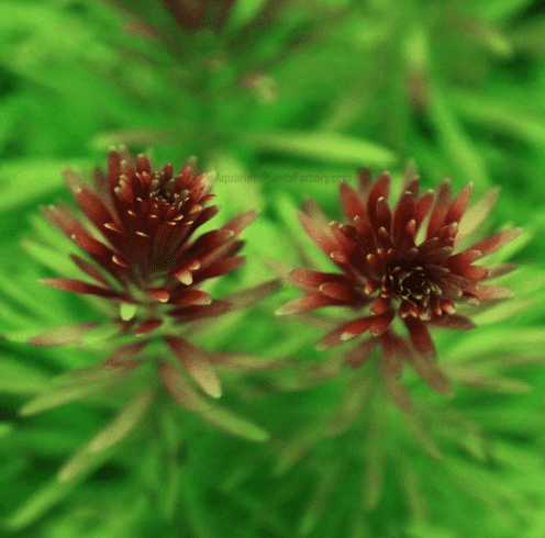 Rotala Wallichii Live Aquarium Plant – Delicate Red Stem Fresh water Aquatic Plant