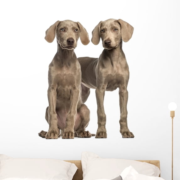 Two Weimaraner Puppies 2 Wall Mural Decal by Wallmonkeys Vinyl Peel and Stick Graphic (36 in H x 29 in W)