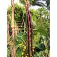 5 Colors Mix Yard Long Bean Multi Variety Vegetable Heirloom