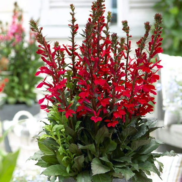 Fan Scarlet Cardinal Perennial Live Plant Lobelia Very Hardy