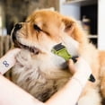 thumbnail image 4 of Cepillo Pecute para perros y gatos, peine profesional para desenredar el pelo de perros y cepillo para perros de pelo largo, rastrillo para el cuidado de perros y gatos que reduce eficazmente la caída, 4 of 5
