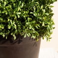 thumbnail image 4 of DR.Planzen  4FT Artificial Boxwood Spiral Topiary Tree – 900 Leaves Faux Boxwood Plant, UV Resistant Fake Plant – Realistic Front Door Entryway Porch Decor Potted Tree for Outdoor Garden Patio, 4 of 8