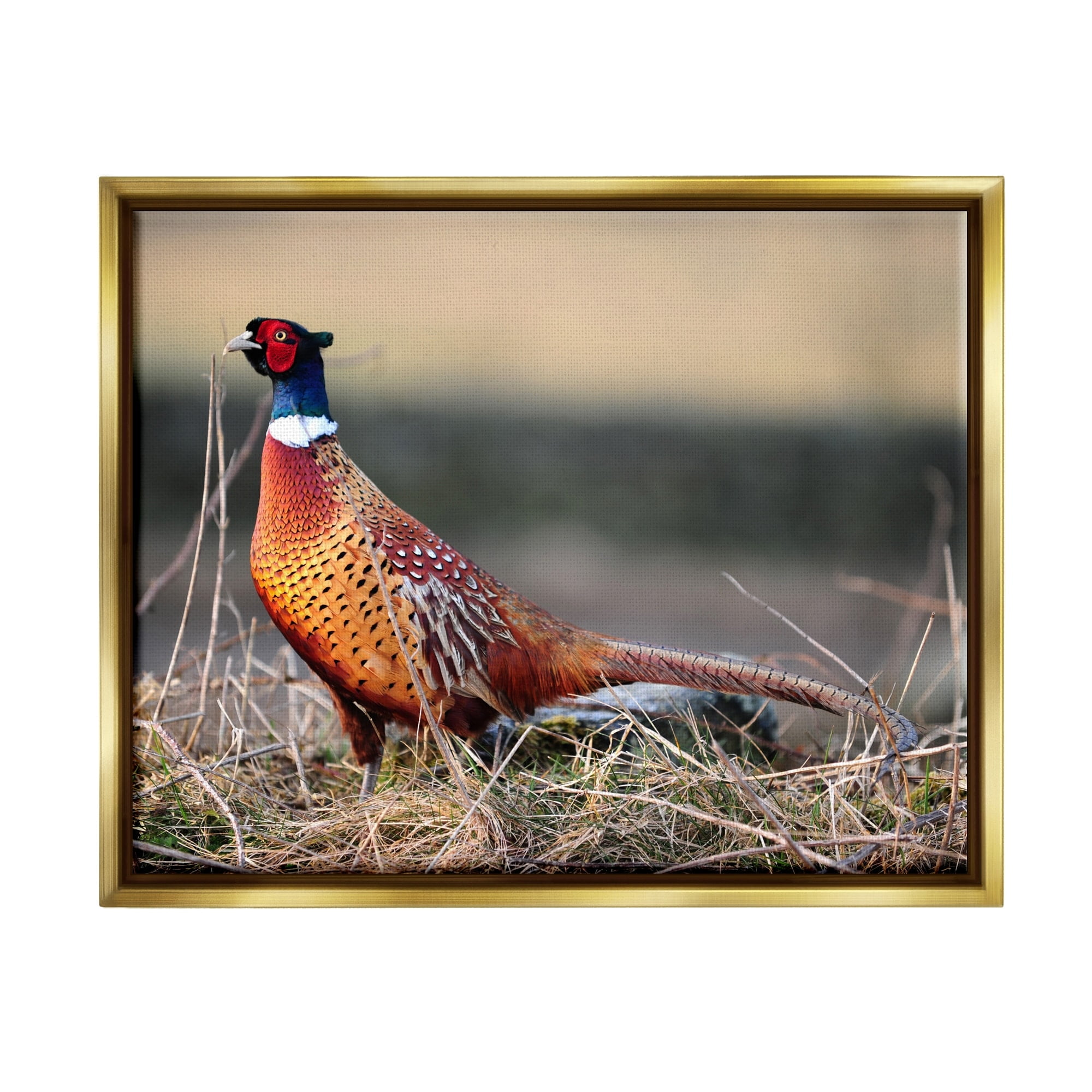 Stupell Industries Lone Pheasant Bird Grassy Forest Floor Wildlife Photograph Metallic Gold Floating Framed Canvas Print Wall Art, Design by James Dobson