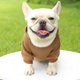 thumbnail image 5 of Sudadera con capucha para perro, ropa de invierno cálida para perros pequeños y medianos, abrigo para bulldog francés, chaqueta para cachorros y gatos, disfraz para chihuahua y yorkshire terrier., 5 of 6