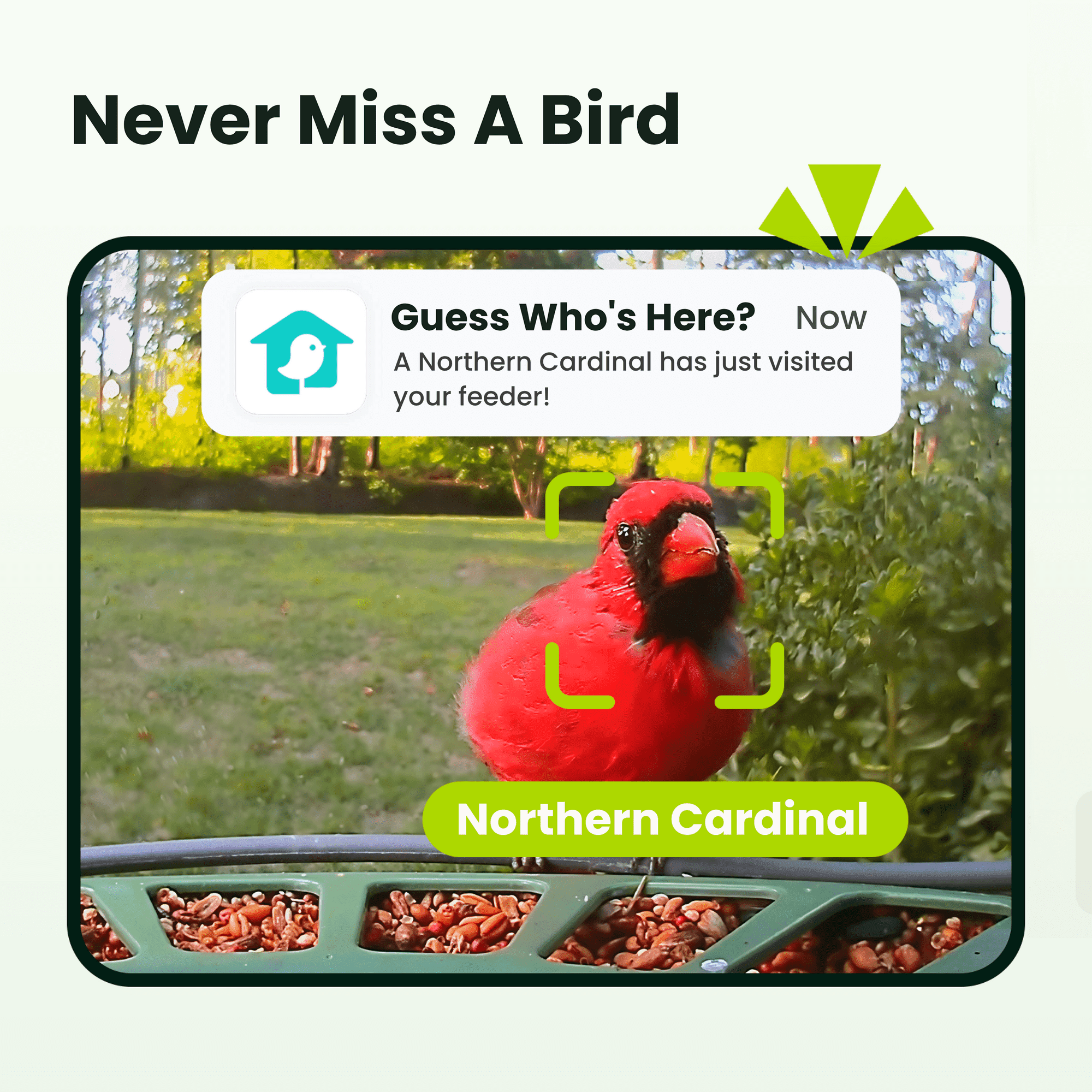 Birdfy Smart Bird Feeder with Camera, 5W Solar Powered, Dual Cameras Auto-Capture Close-Ups & Lifetime Free 99% Accurate AI Bird Identification, Perfect Gift for Bird Lovers
