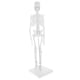thumbnail image 5 of 45 Cm Modelo Del Cuerpo Modelo Esquelético Enseñanza De, 5 of 9
