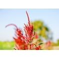 thumbnail image 7 of Organic Amaranth Flakes, 2 Pounds — Non-GMO, Kosher, Vegan — by Food to Live, 7 of 7