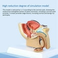 thumbnail image 4 of 4X 1:2 Male Pelvic Sagittal Section Testicular Prostate Bladder Rectal Urinary System Model,4 x urinary system model, 4 of 7