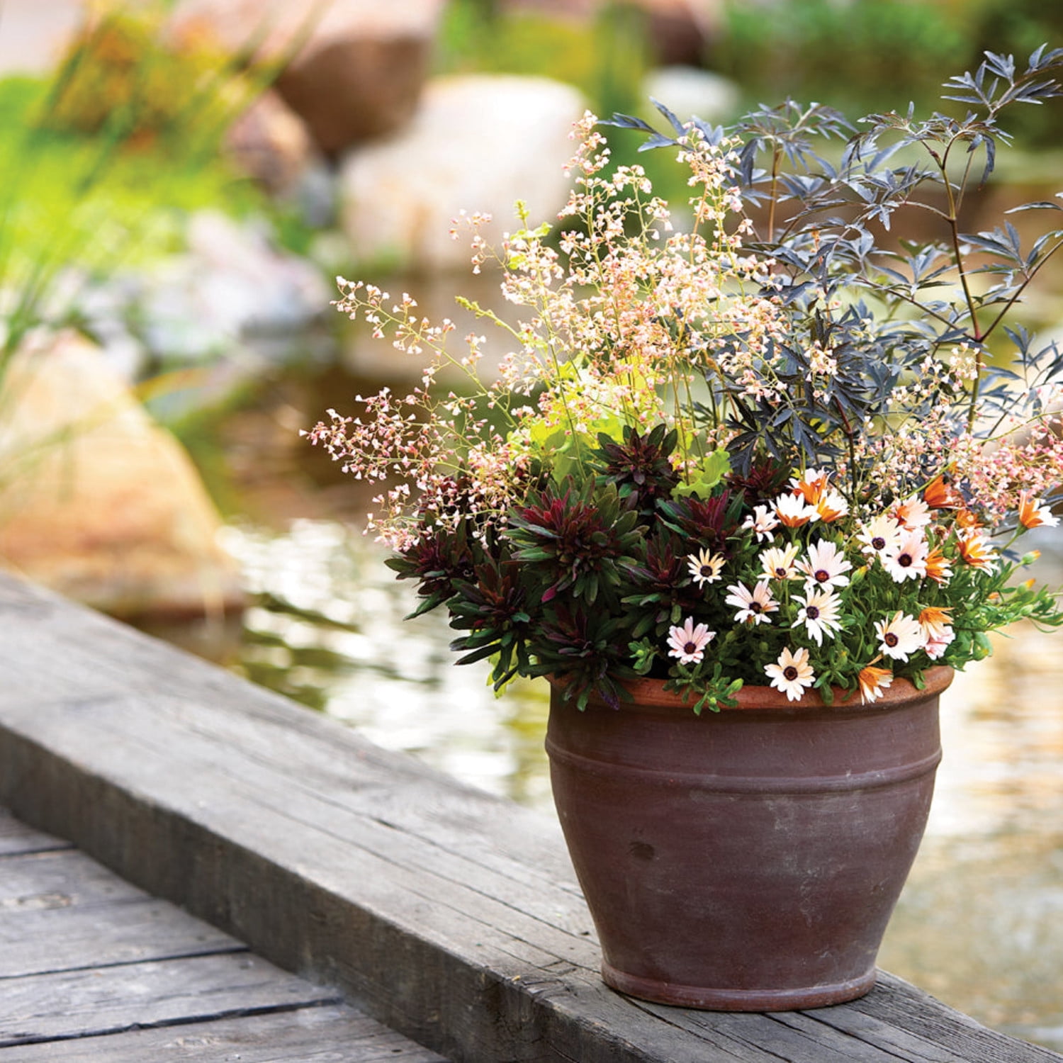 Proven Winners ColorChoice 5" Pink Black Lace Elderberry Live Plant in 4.5" Pot (4 Count)