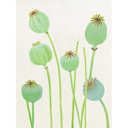 Poppy Pods on Ecru Poster Print by India and (Best Place To Order Poppy Pods)