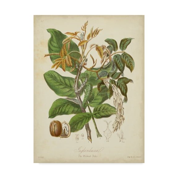 Trademark Fine Art 'Twining Botanicals VI' Canvas Art by Elizabeth Twining