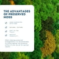 thumbnail image 3 of Preserved Reindeer Moss Green 0.5 lb, by 90210 Kitchen and Bath, 3 of 4