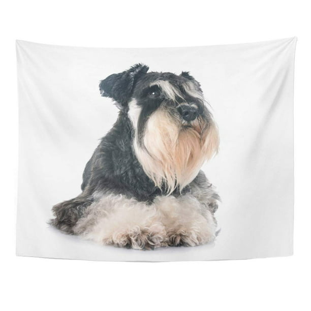 Zealgned Miniature Schnauzer In Front Black Dog Wall Art Hanging Tapestry Home Decor For Living Room Bedroom Dorm 51x60 Inch Com - Miniature Schnauzer Home Decor