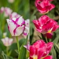 thumbnail image 1 of TASC Tulip Flower Bulbs-TulipTriumph & Fringed- Hotpants & Burgundy Lace(20 Bulbs), 1 of 1