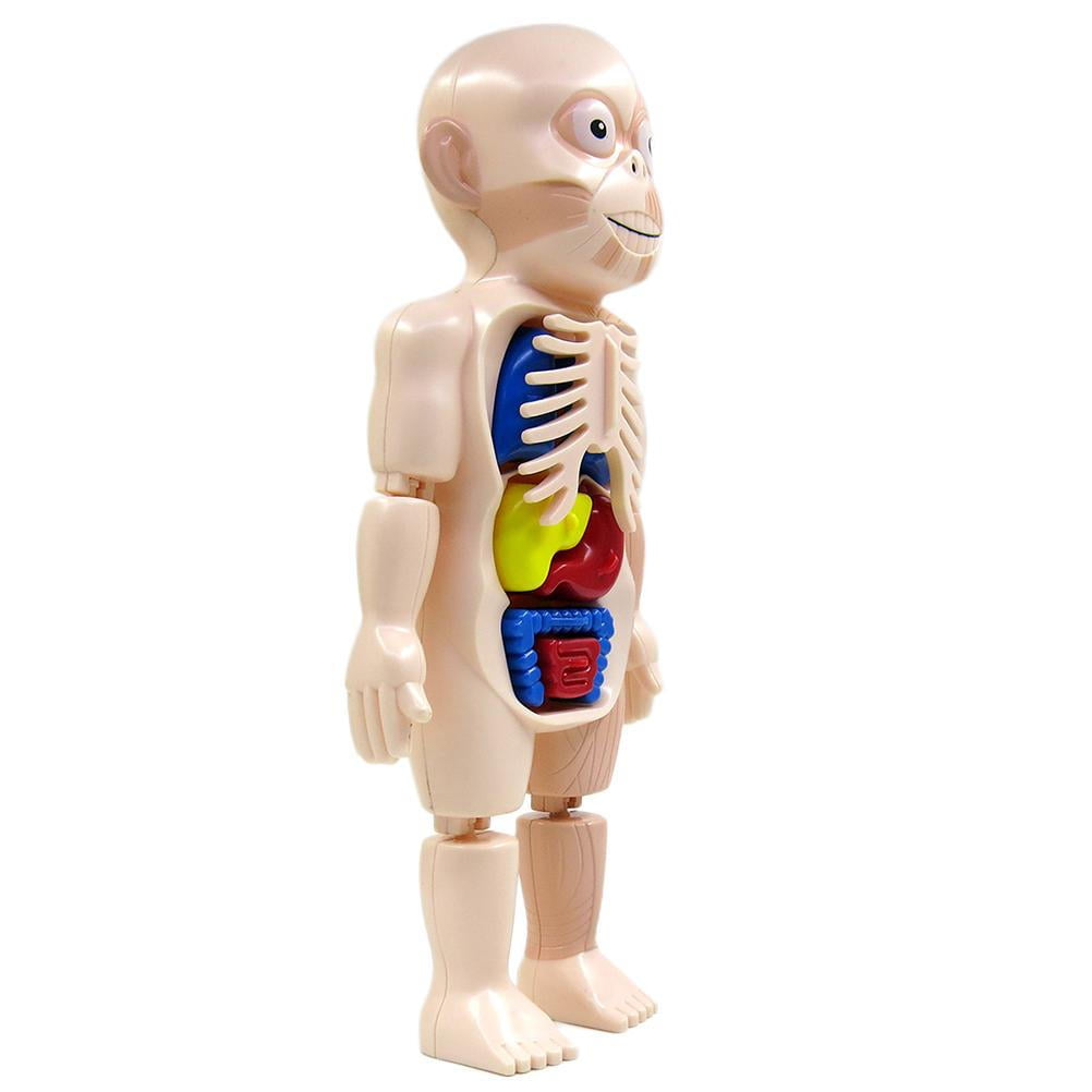 Human Body Anatomy Toy Preschool Educational Organ DIY Assembled Toys for Kids 