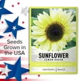 thumbnail image 6 of Lemon Queen Sunflower Seeds, 6 of 7