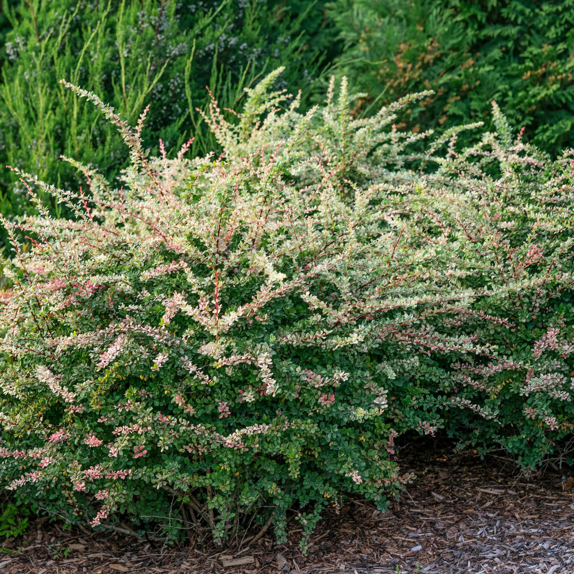 Proven Winners ColorChoice 5" Sunjoy Sequins Barberry Live Plant in 4.5" Pot (4 Count)