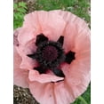 thumbnail image 4 of Seedville 100 Princess Victoria Louise Oriental Poppy Seeds, Papaver Orientale Flower, 4 of 5