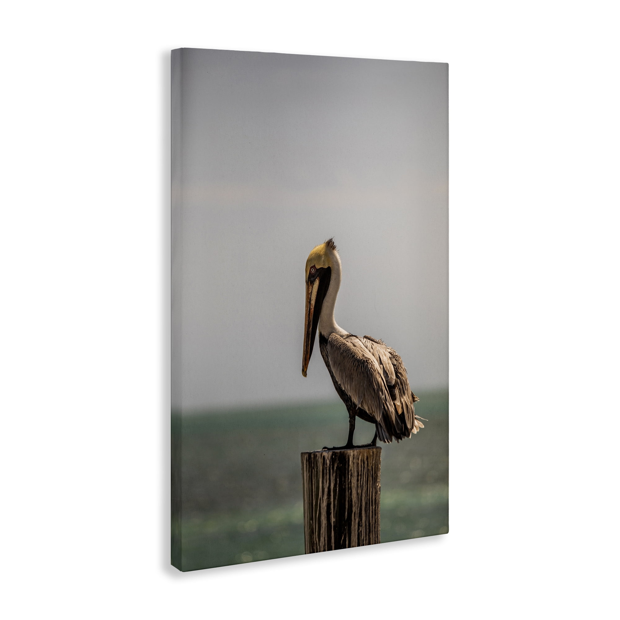 Stupell Industries Nautical Landscape Pelican Animals Photography Wrapped Canvas Art Print Wall Art, 24 x 36