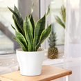 thumbnail image 4 of Plastic Planters Indoor Set of 8 Flower Plant Pots Decorative Gardening Pot with Drainage and Saucer for All House Plants, Herbs, Foliage Plant, and Seeding Nursery Pots (4.7", White), 4 of 8